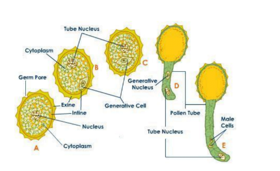 CBSE Biology Practical Class 12 - Online CBSE Class